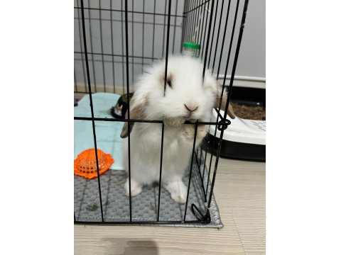 2 Aylık Hollanda Lop Tavşanı