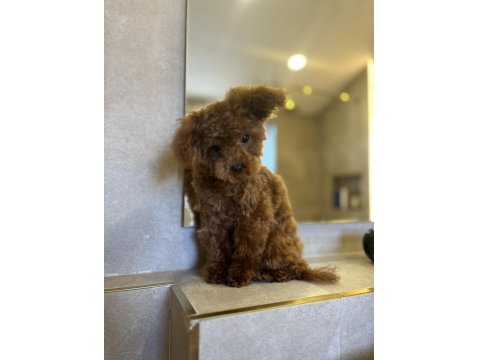 7 Aylık Teacup Teddy Dişi Poodle