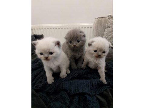 Scottish Fold Yavru Kediler