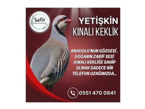 Yetişkin Kınalı Keklikler