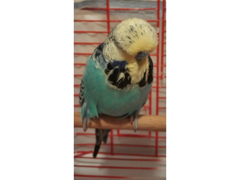 Show Jumbo Erkek Muhabbet Kuşu