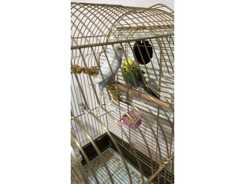 Yeme Düştü Sayılırlar Muhabbet Kuşu Yavrusu Gelen Alır