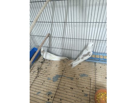 Zincir Desen Heavy Sultan Papağanı