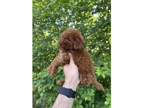 Safkan Kore Kan Dişi Sağlık Garantili Poodle
