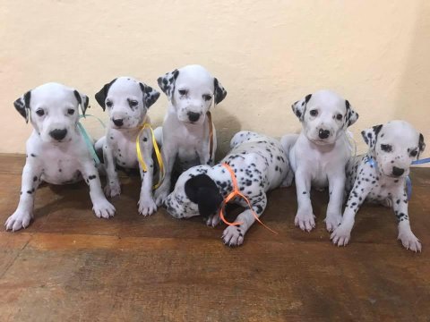 Dalmaçyalı Yavruları