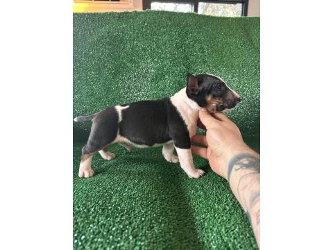 A Şecereli Minyatür Bull Terrier