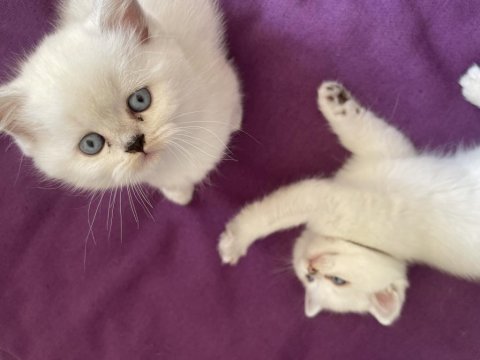 Safkan Beyaz British Sağlıklı Yavrularımız