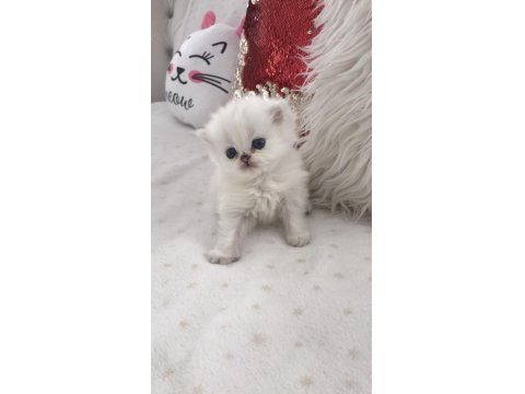 Silver Point British Longhair Erkek