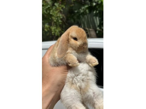 Safkan Evcil Hollanda Mini Ve Cüce Tavşan Yavrular