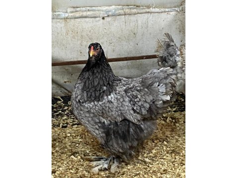 Blue Modled Brahma Kuluçkalık Yumurta