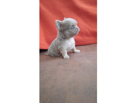 Biblo Gibi Chihuahua Longhair Yavrular