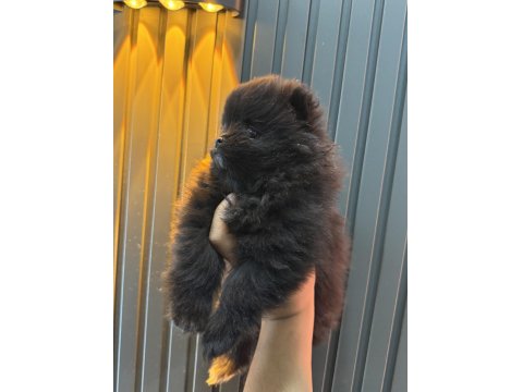 Şeker Pomeranian Bebeklerimiz