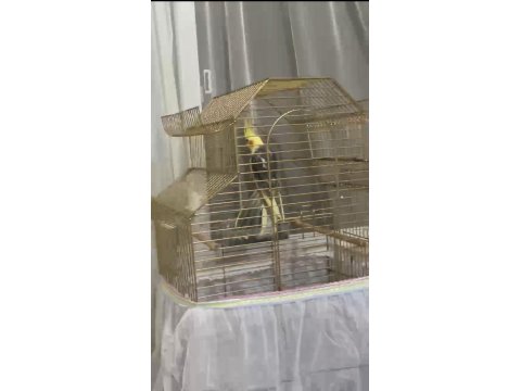 Yavru Erkek Sultan Papağanı