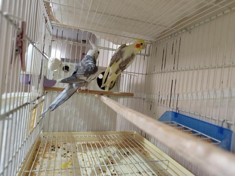 Sultan Papağanı Takım