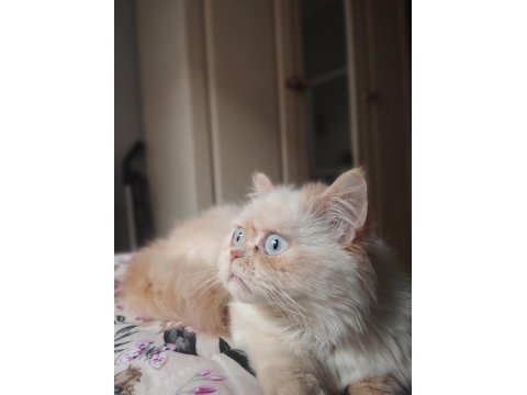1 Yaşında Dişi İran Kedisi