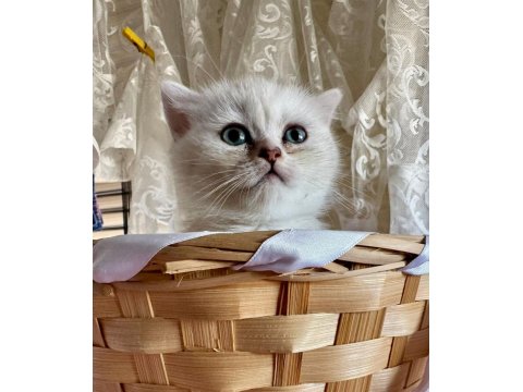 Golden Ve Silver British Longhair Bebekler