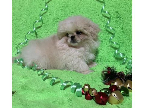 İmperyal Pekinez Köpeği Yavrularımız