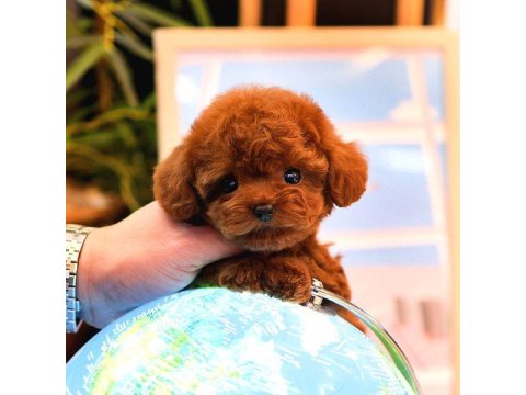 İki Aylık Toy Poodle Yavruları