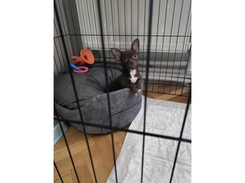 Chihuahua (Şivava) 2,5 Aylık Erkek