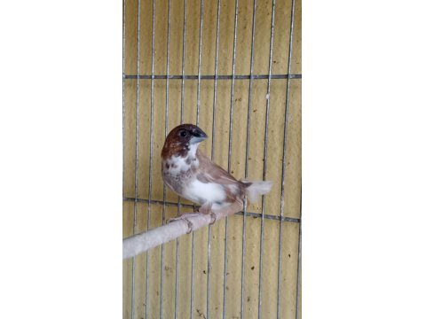 Ücretli Sahiplendirilecek Kuşlarım Bengaller