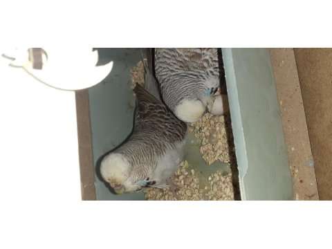 Hazır Yumurtalı Gri Şov Jumbo Muhabbet Kuşu Çifti