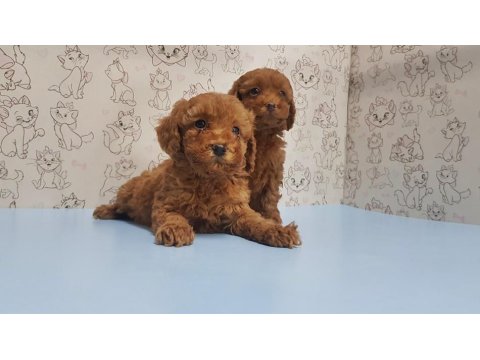 Yavru Toy Poodle
