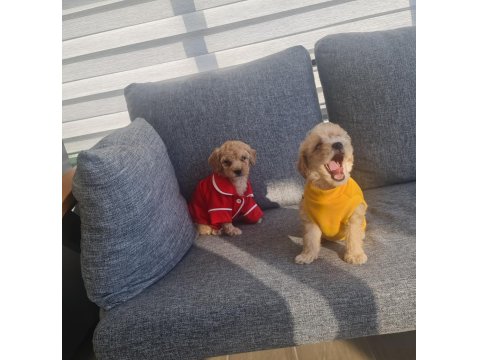 Minyatür Maltipoo Minnaklarım Teslime Hazır