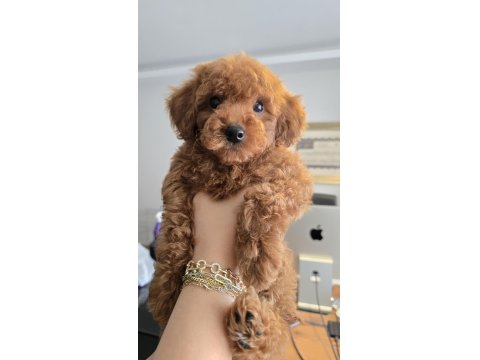 2,5 Aylık Toy Poodle Yavrumuz Sahibini Arıyor