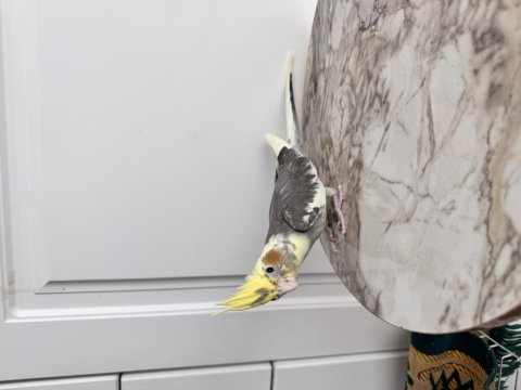 Sultan Papağanı Sahiplendirilecektir