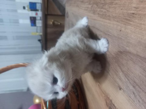 Bal Köpüğü Scottish Fold