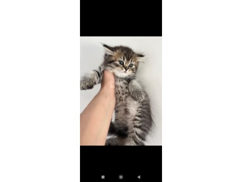 Orjinal Irkta Nadir Bulunan Bir Cins British Longhair