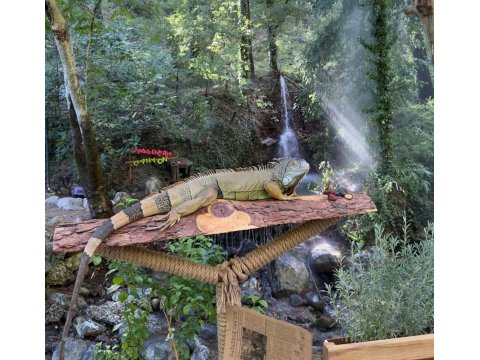 Yetişkin Uysal Ele Omuza Gelir İguanalar