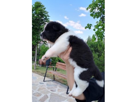 Safkan Amerikan Akitalar Yavrularımız