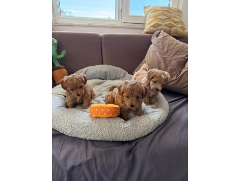 Teacup Kore Maltipoo Hipoalerjenik Yavrularımız
