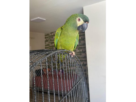 Cüce Macaw (Elcik) 1 Yaşında