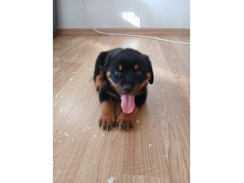 Şecereli Rottweiler Yavrularımız Yeni Ailesini Bekliyor