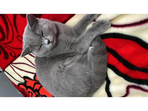 Akıllı Kedimiz British Shorthair Hera