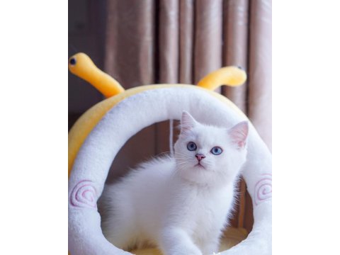 British Shorthair Cinsi Yavruları