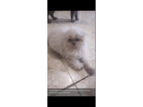 Britsh Longhair Kedilerimiz