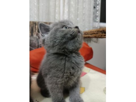 British Shorthair Yavrular Yeni Yuvalarını Arıyorlar