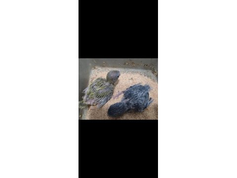 Elle Beslemeye Uygun Forpus Papağanı Yavrular