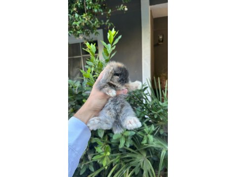 Hollanda Cüce Ve Mini Lop Tavşanlar Her Yere Gönderim