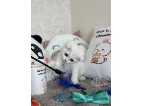 Dişi Kar Beyazı Scottish Fold