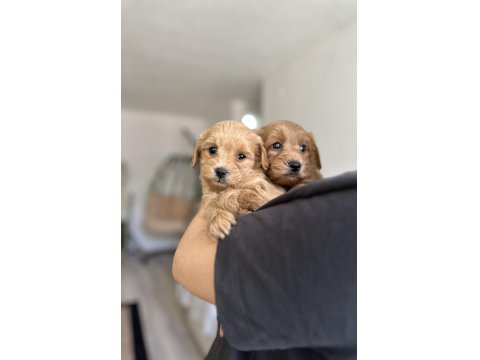 Sevecen Maltipoo