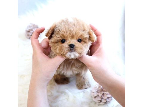 Maltipoo Cinsi Bebeklerim Korean