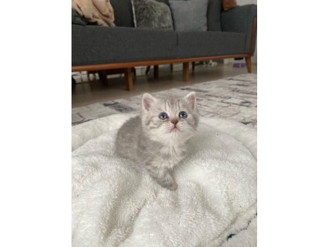 A Kalite Tuvalet Eğitimli Yavru Kediler