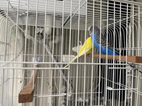 Çift Muhabbet Kuşu Kaçırmayın