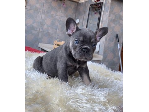 Egzotik Blue French Bulldog Yavrularım Rezerveye Açık