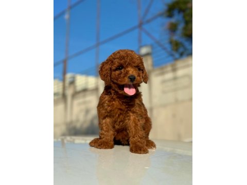 Sevimli Poodle Yavrularım
