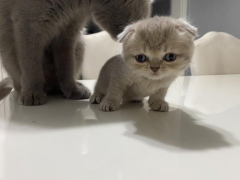 Scottish Fold Güzelliklerime Yuva Arıyorum